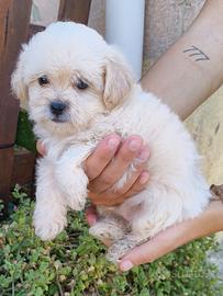 Cuccioli di maltipoo