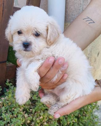 Cuccioli di maltipoo