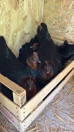 Francesine misto Cemani