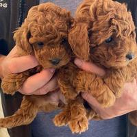 Barboncini fulvi mini toy