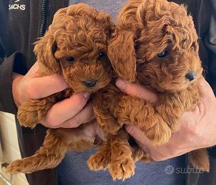 Barboncini fulvi mini toy