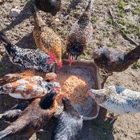 Galline Nane