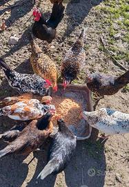 Galline Nane