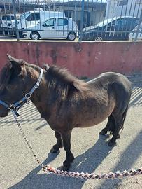 Pony