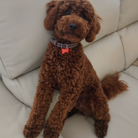 ARTÚ. Barboncino red per accoppiamento