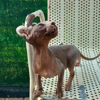Cucciola Sphynx. (Gatto nudo)