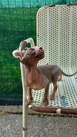 Cucciola Sphynx. (Gatto nudo)