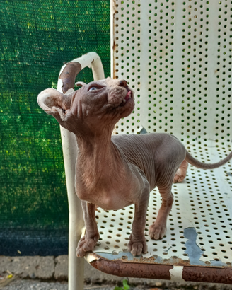 Cucciola Sphynx. (Gatto nudo)
