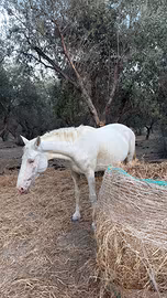 Cavalla incrocio appaloosa