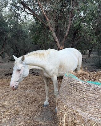 Cavalla incrocio appaloosa