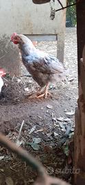 Galline Brama