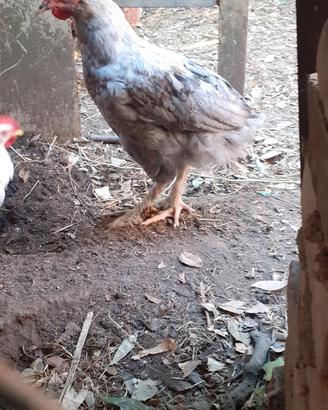 Galline Brama