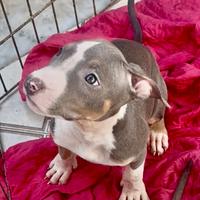 Cuccioli Pitbull