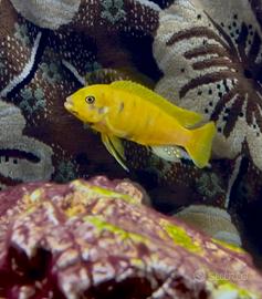 Metriaclima zebra gold kawanga mc
