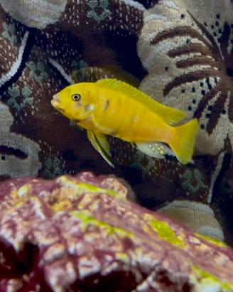 Metriaclima zebra gold kawanga mc