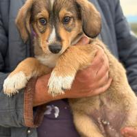 Cucciolo in adozione