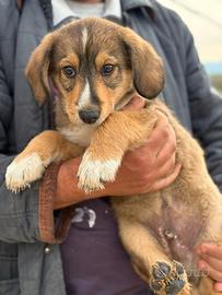 Cucciolo in adozione