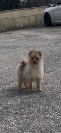 Spitz di pomerania