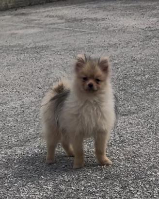 Spitz di pomerania