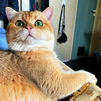 Gatto per monta