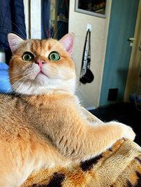 Gatto per monta