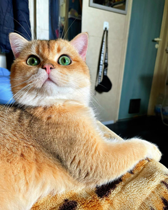 Gatto per monta