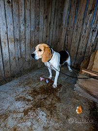 cane da caccia Beagle 