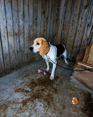 cane da caccia Beagle 