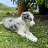 Border Collie Blue Merle