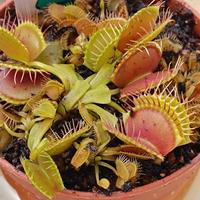 piante carnivore