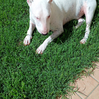 Adottare bull terrier