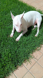 Adottare bull terrier