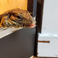 Tegu