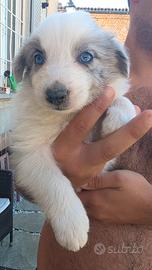 Cuccioli Border Collie