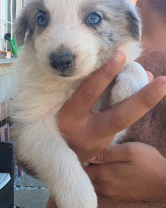 Cuccioli Border Collie