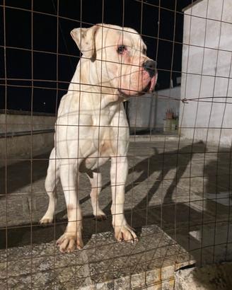 Pitbull maschio