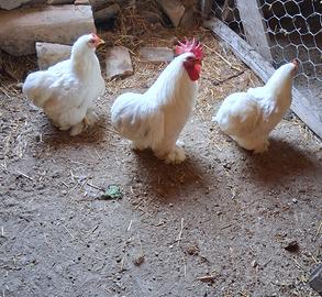 Galline