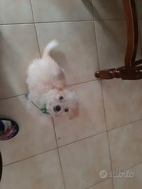 Cucciolo taglia piccola