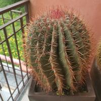 cactus in vaso