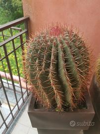 cactus in vaso
