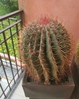 cactus in vaso