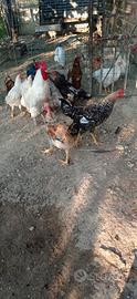 Galli