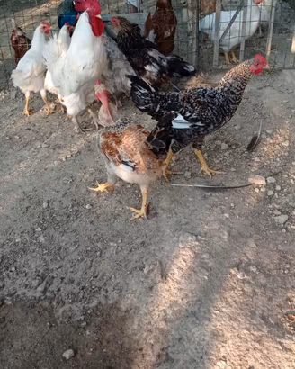 Galli