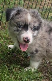 Meravigliosi cuccioli di border collie