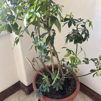 Albero ombrello nano