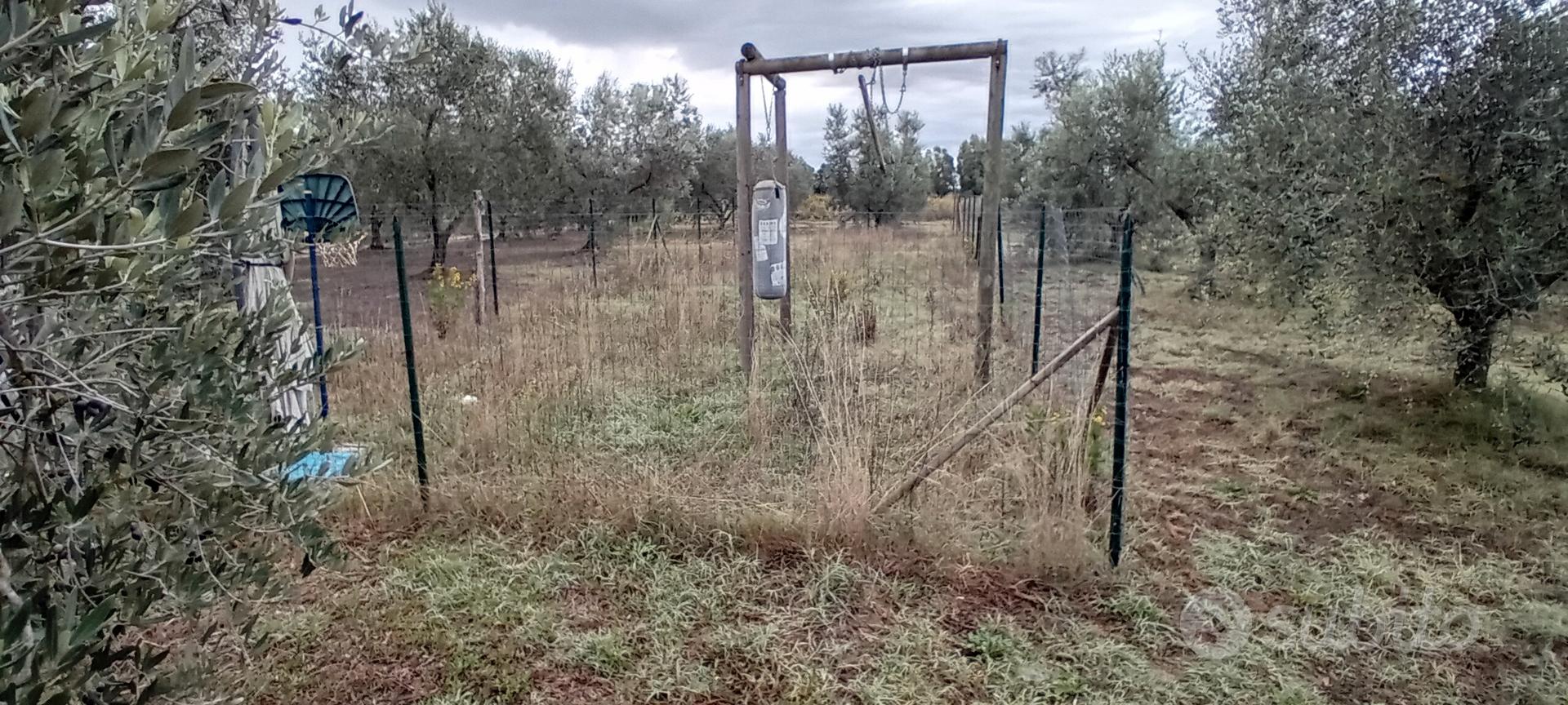 Oliveto / Orto - Vista 4