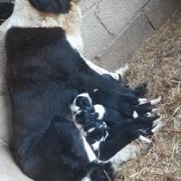 Cuccioli di Pastore dell'Asia Centrale