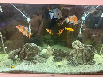 Acquario Malawi 1MT COMPLETO