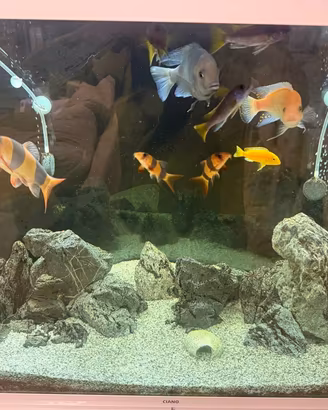 Acquario Malawi 1MT COMPLETO