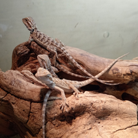 Draghi Barbuti - Pogone